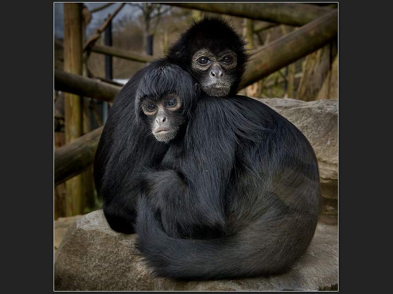 Michael May - Mates.jpg